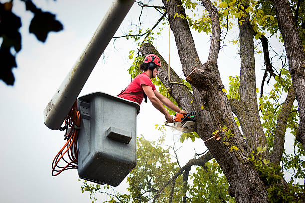 How Our Tree Care Process Works  in  Stanberry, MO